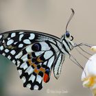 Butterfly 2