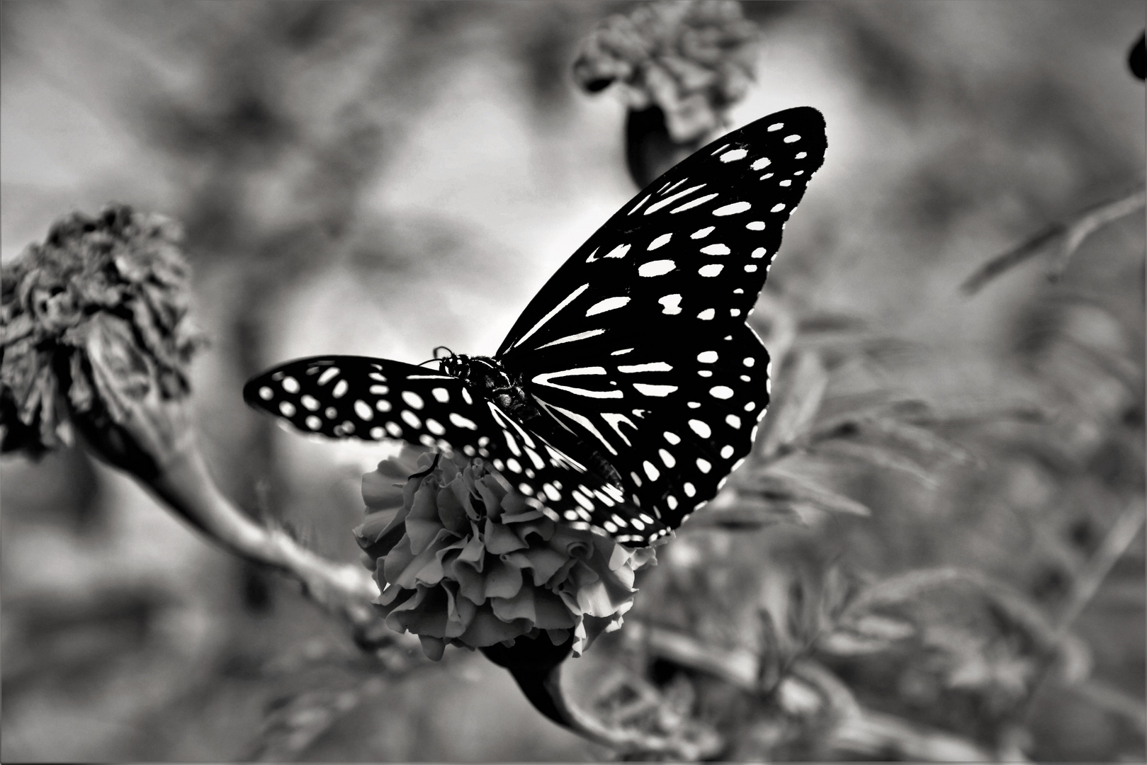 Butterfly 2