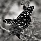 Butterfly 2