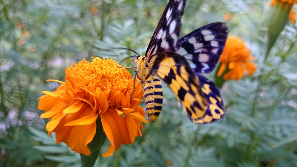 " Butterfly 2 ", Ibajay - Aklan