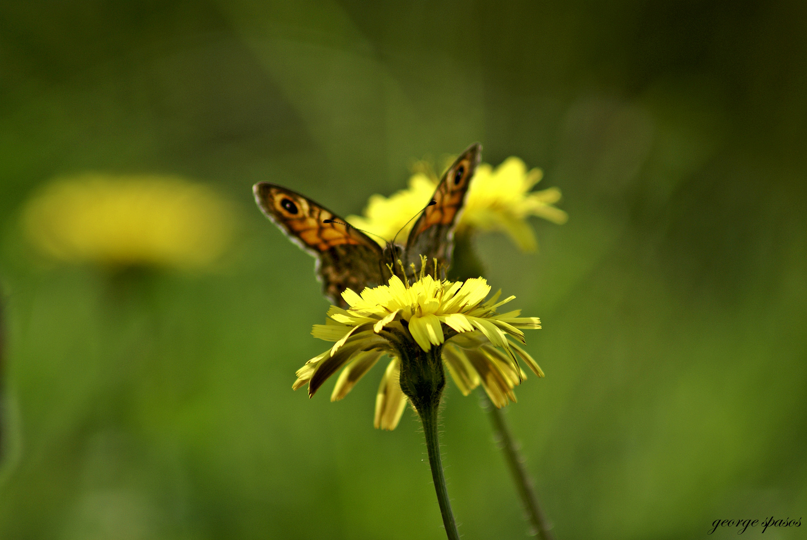 butterfly