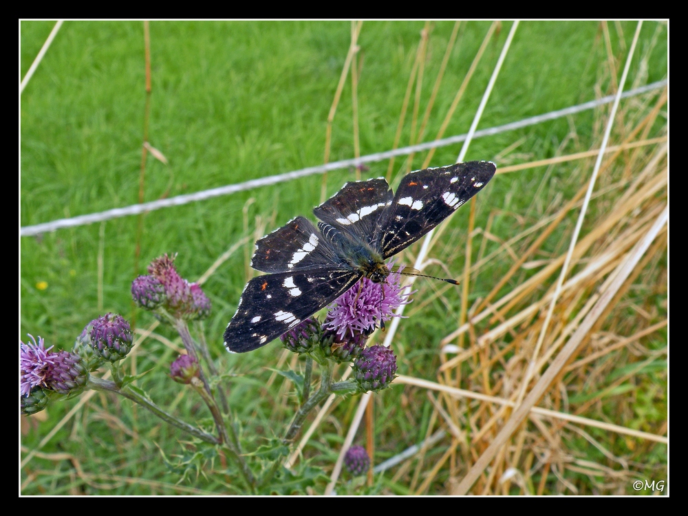 Butterfly,,,