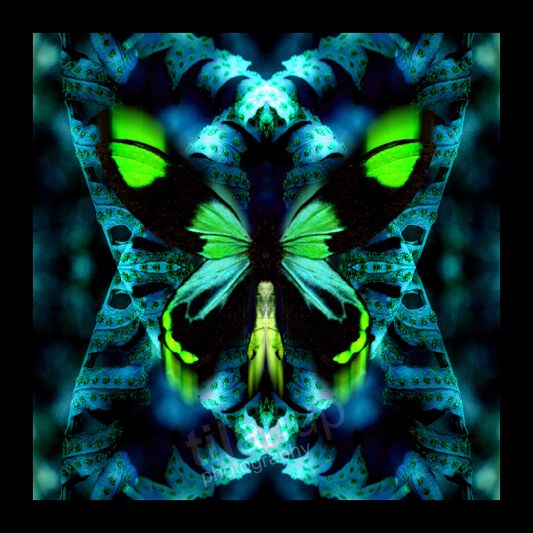 BUTTERFLY 27