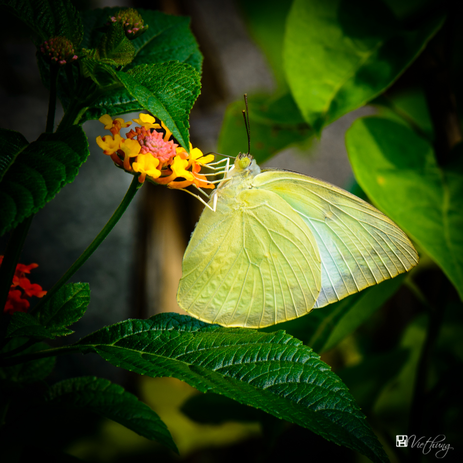 Butterfly 27