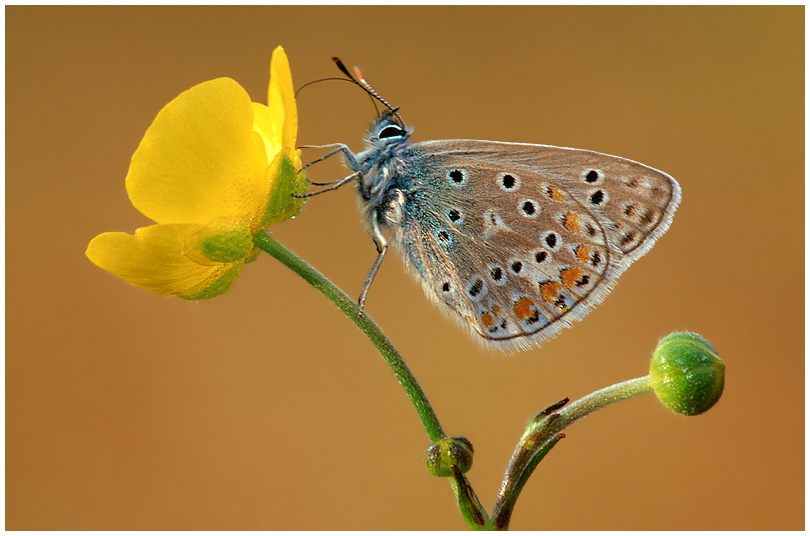 butterfly von Rudolf Meller