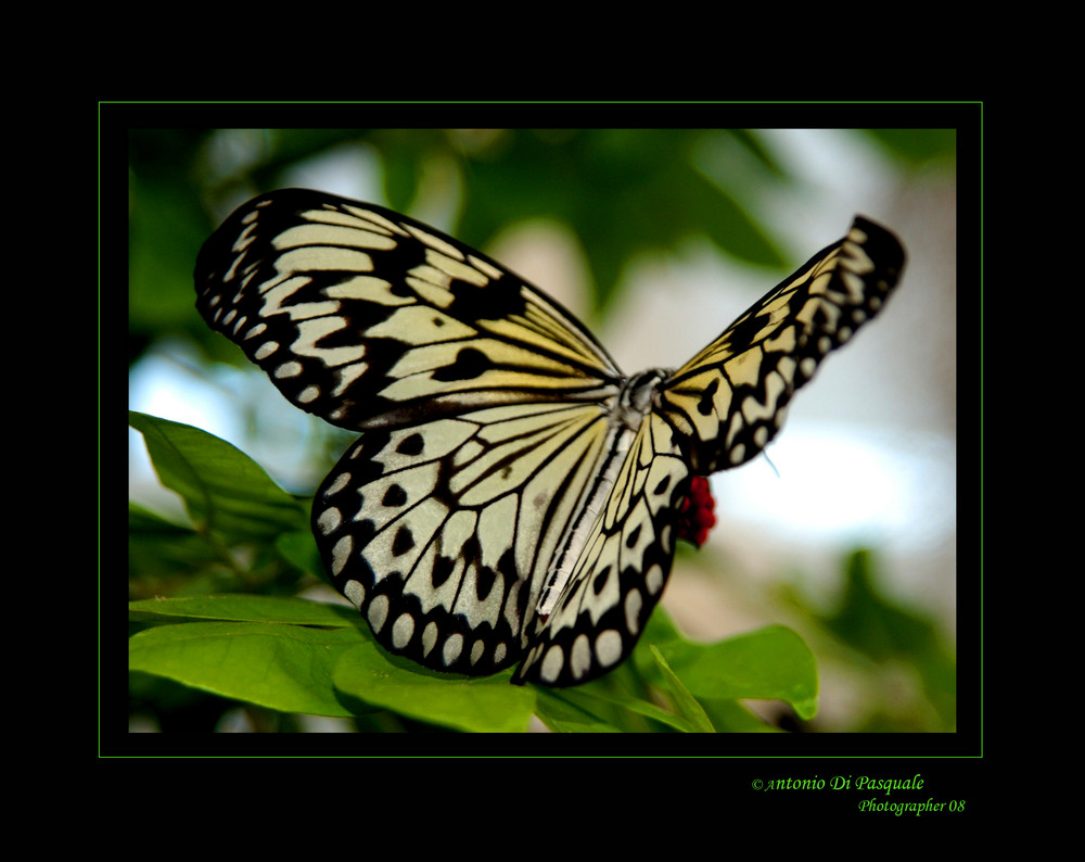 Butterfly 3