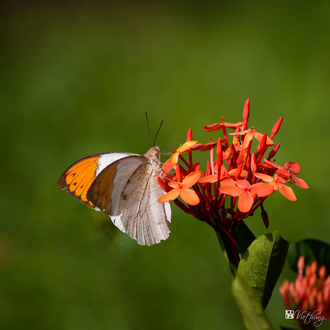 Butterfly #3