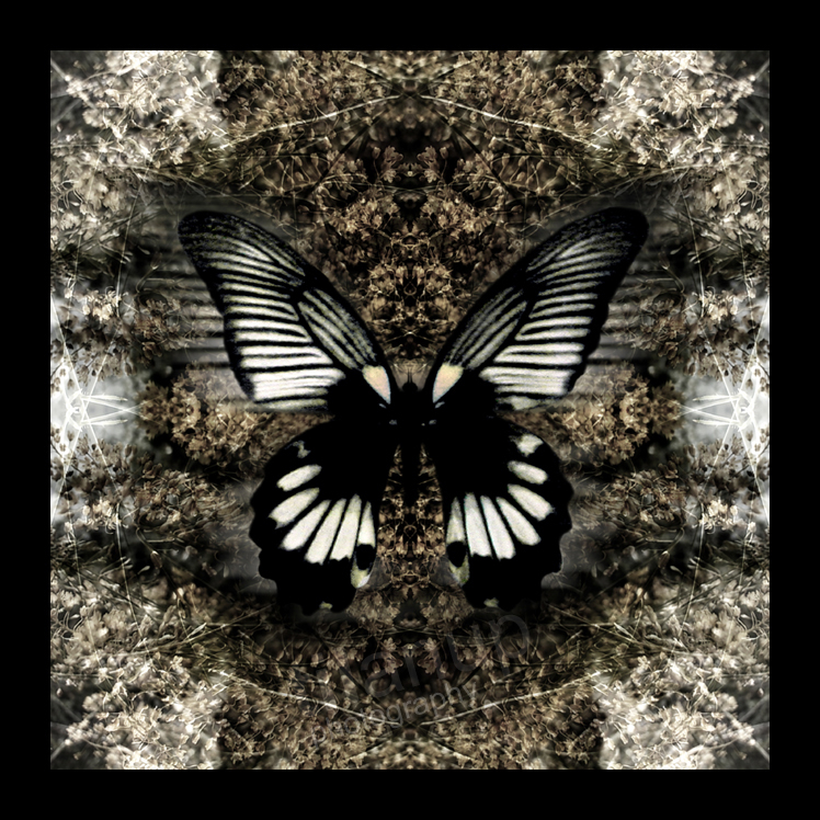 BUTTERFLY 3