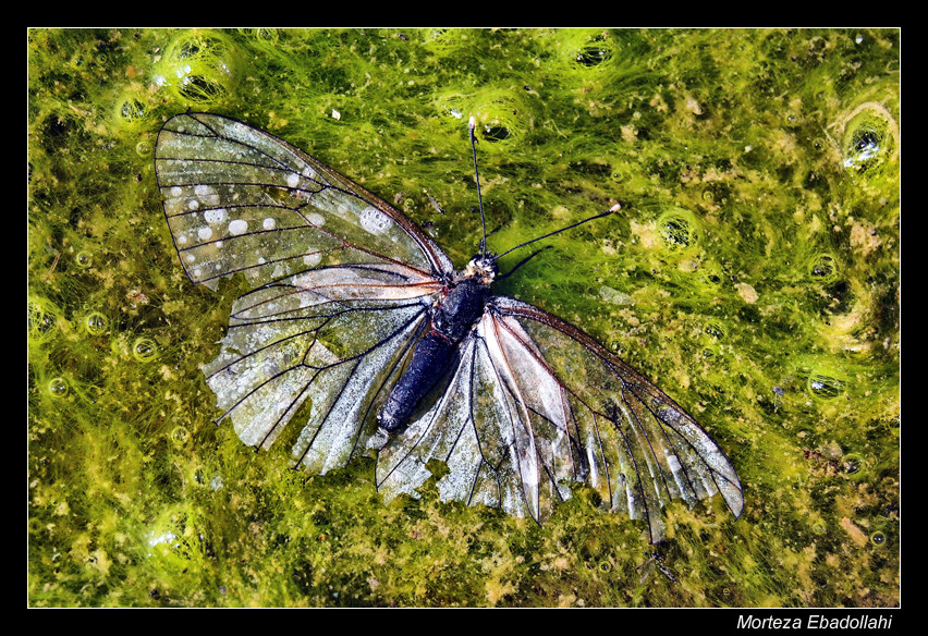 Butterfly 3