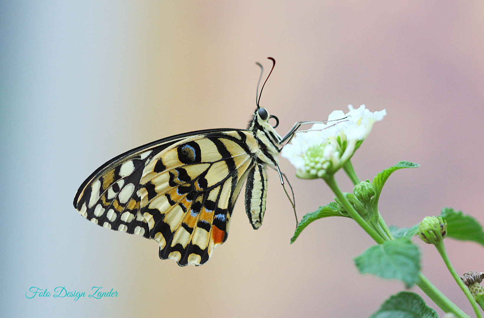 Butterfly 3