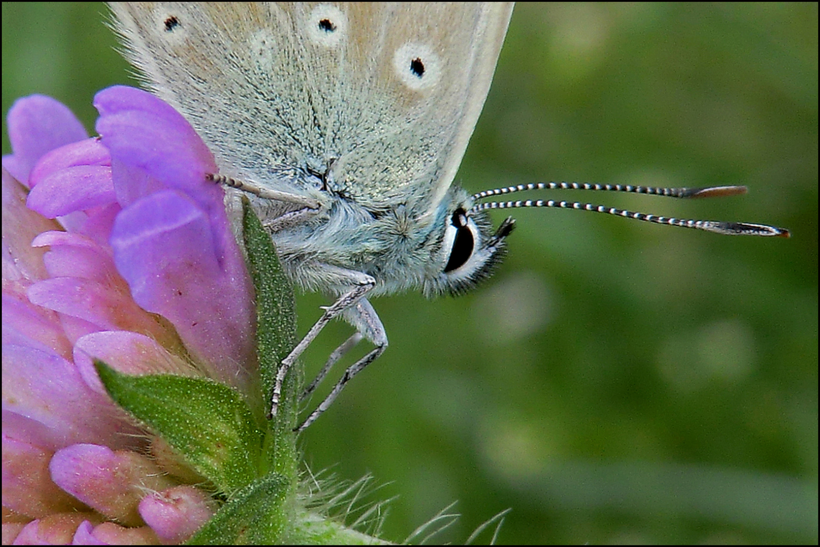 Butterfly 3