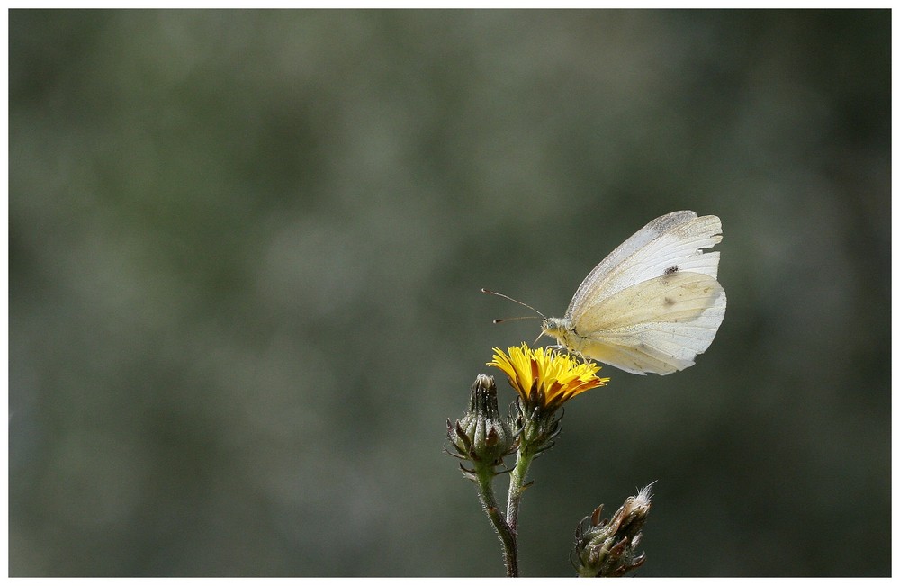 Butterfly de foucher 