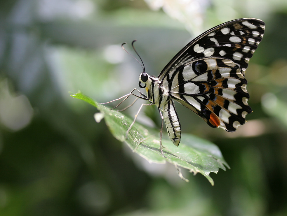 Butterfly