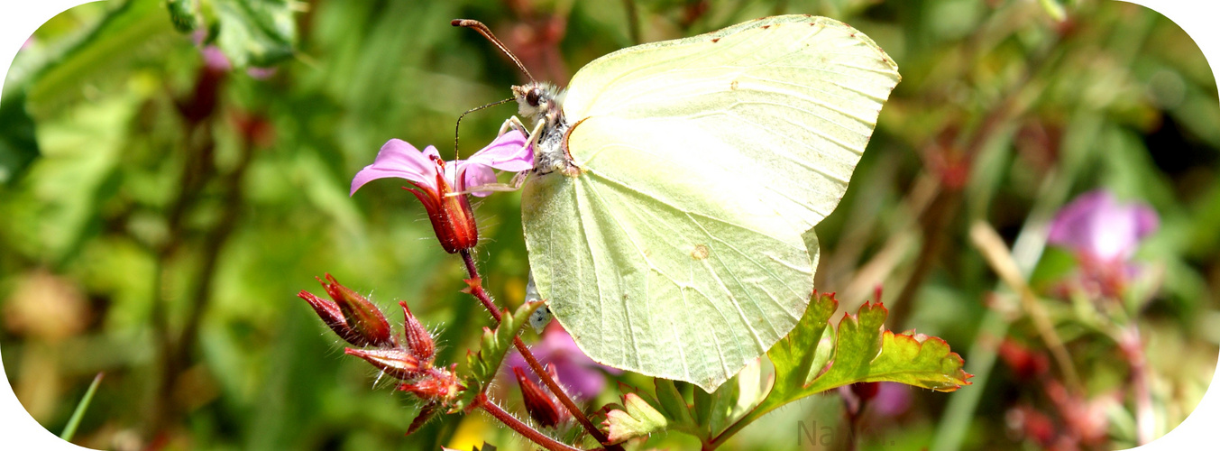 Butterfly.