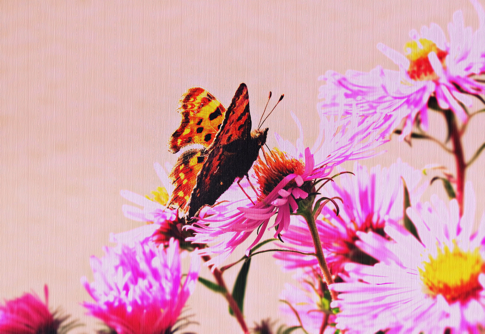 butterfly