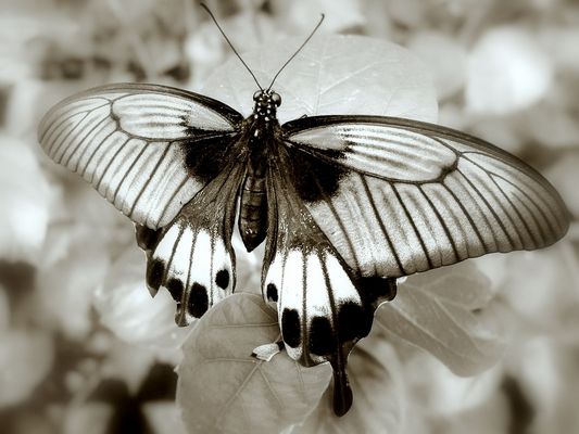 butterfly