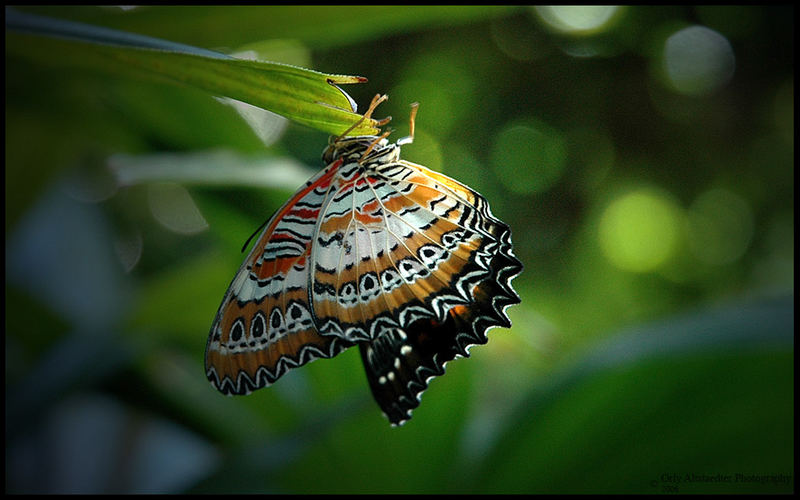 Butterfly [4]