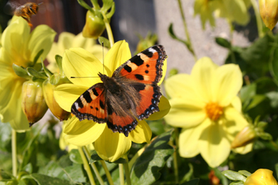 butterfly von Jan Junger