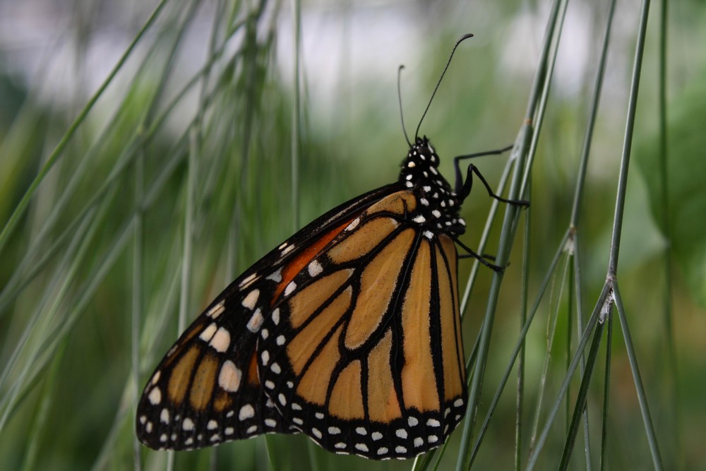 Butterfly von Tino Bergner 