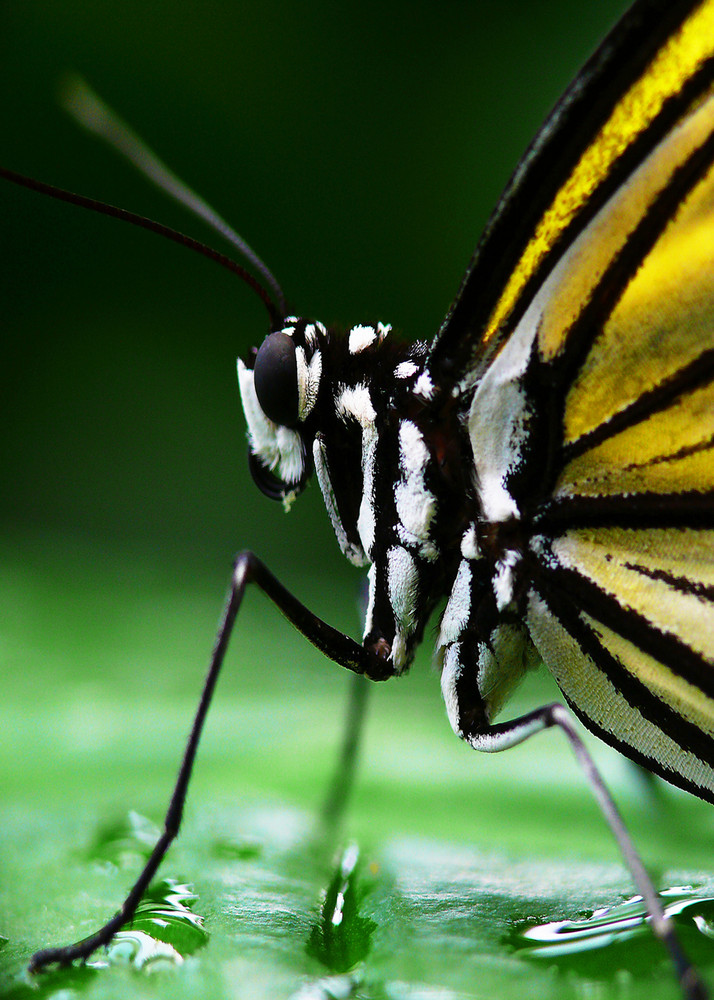 Butterfly von Uwe Sesse