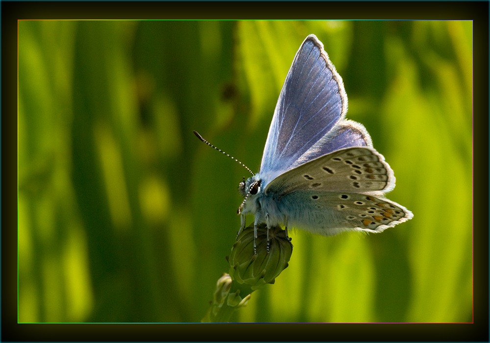 Butterfly 5