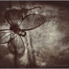 Butterfly 5