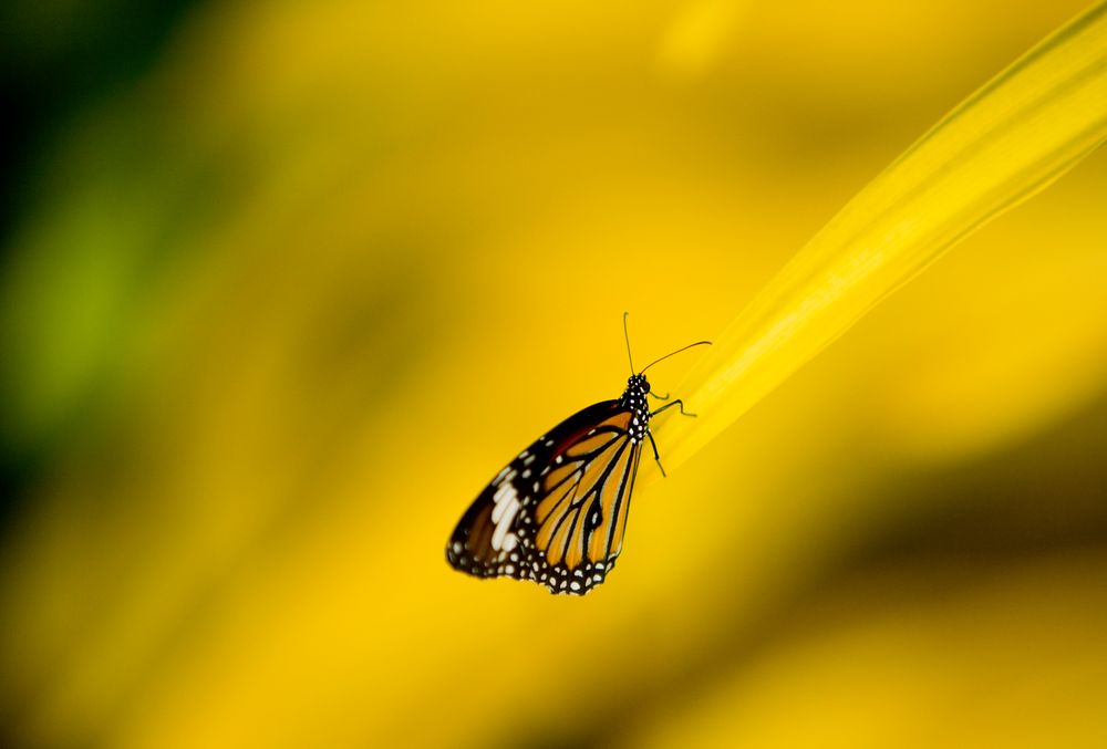 Butterfly von Theresa Förster 