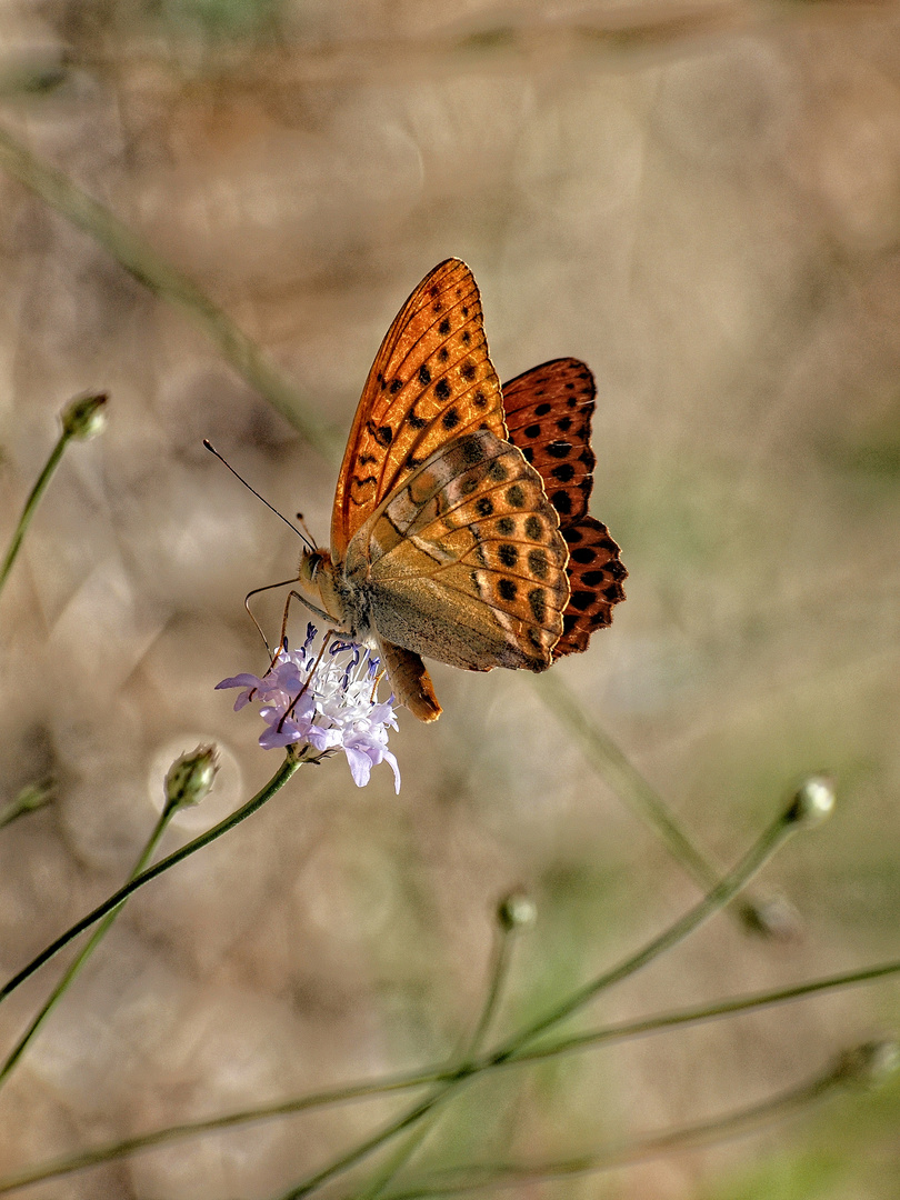 BUTTERFLY 6