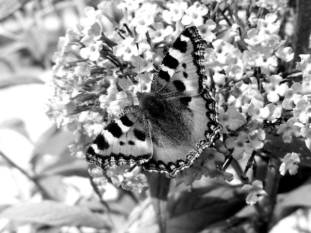 butterfly