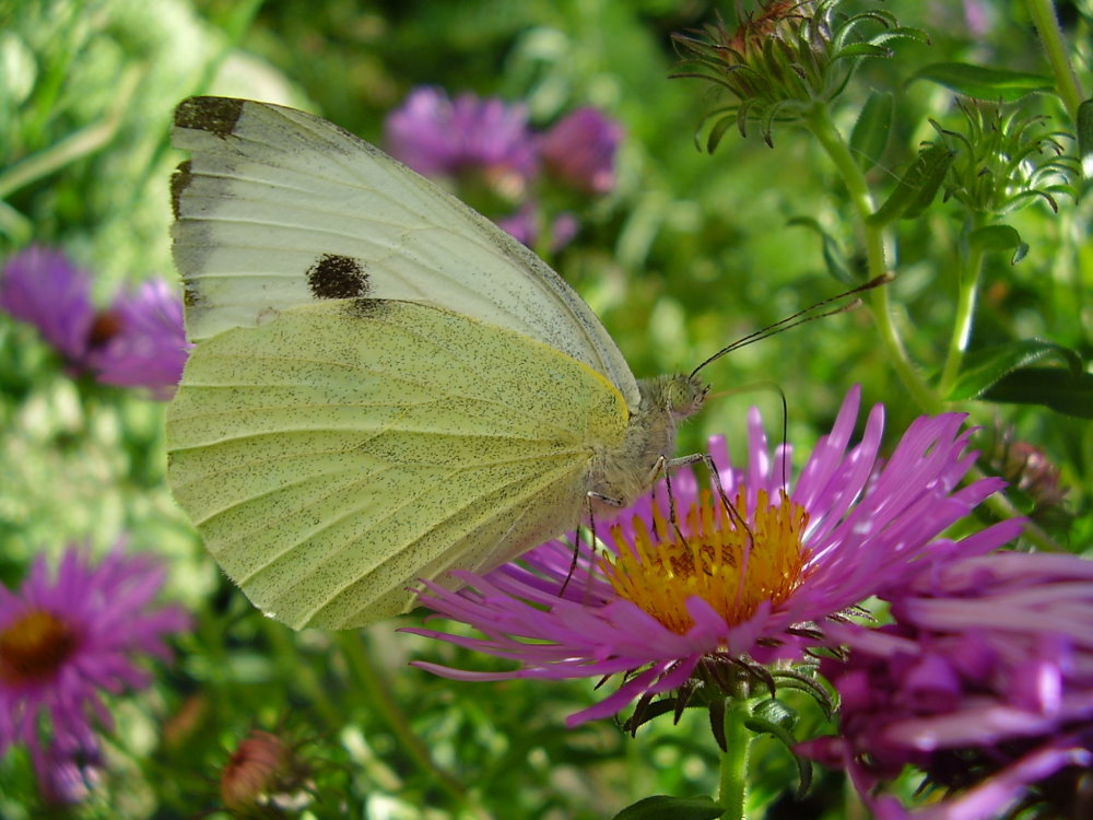 Butterfly von BioPilz 