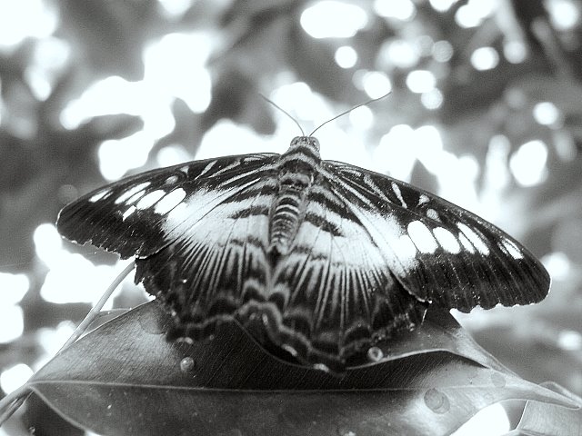 butterfly