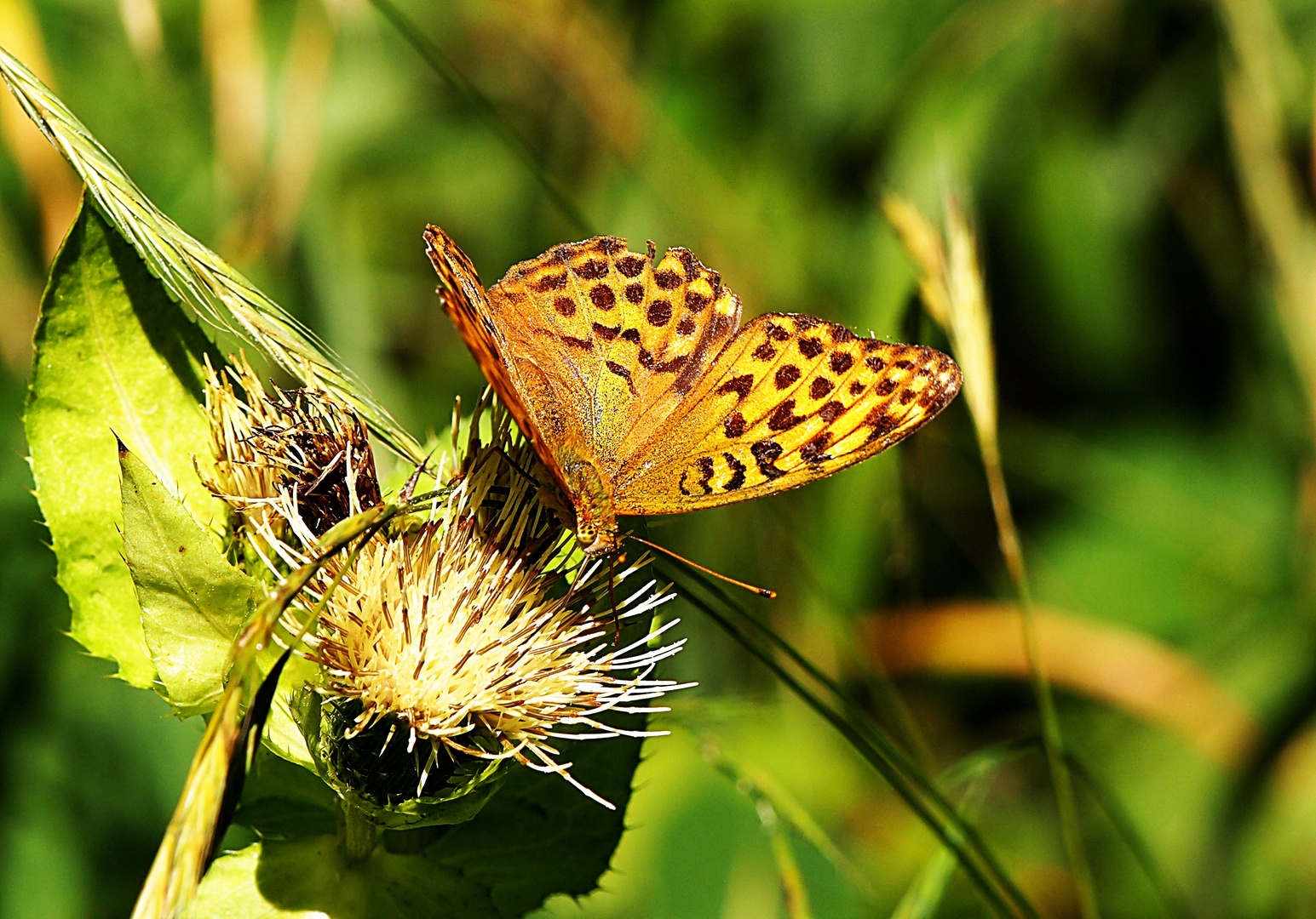 Butterfly ;)