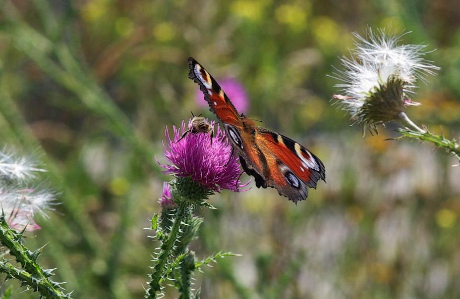 butterfly