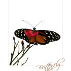 Butterfly...