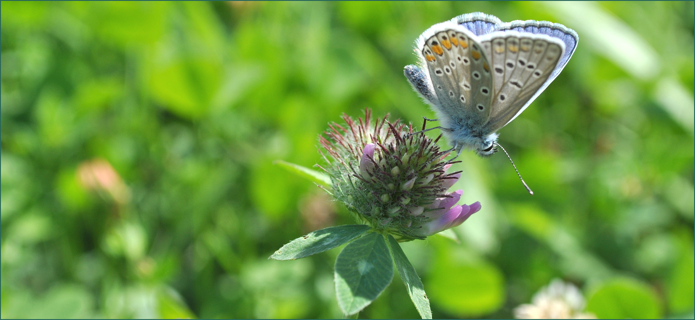 butterfly