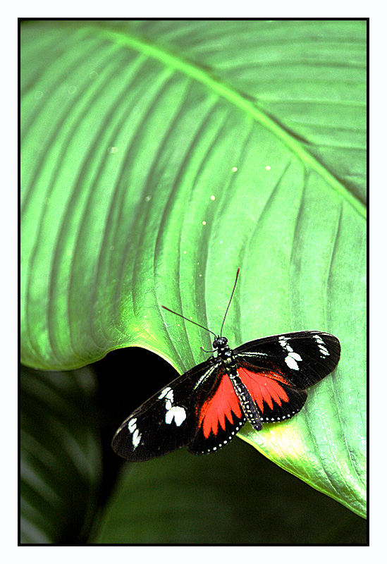 Butterfly...