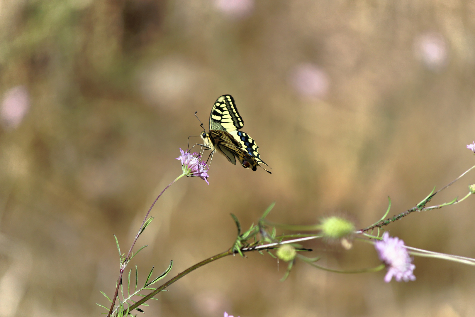 Butterfly...