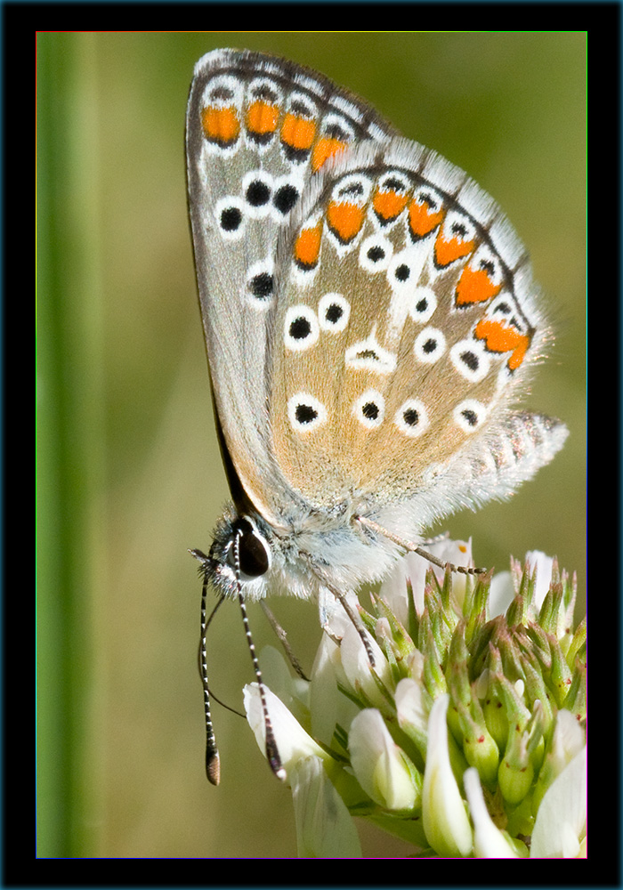 Butterfly 8