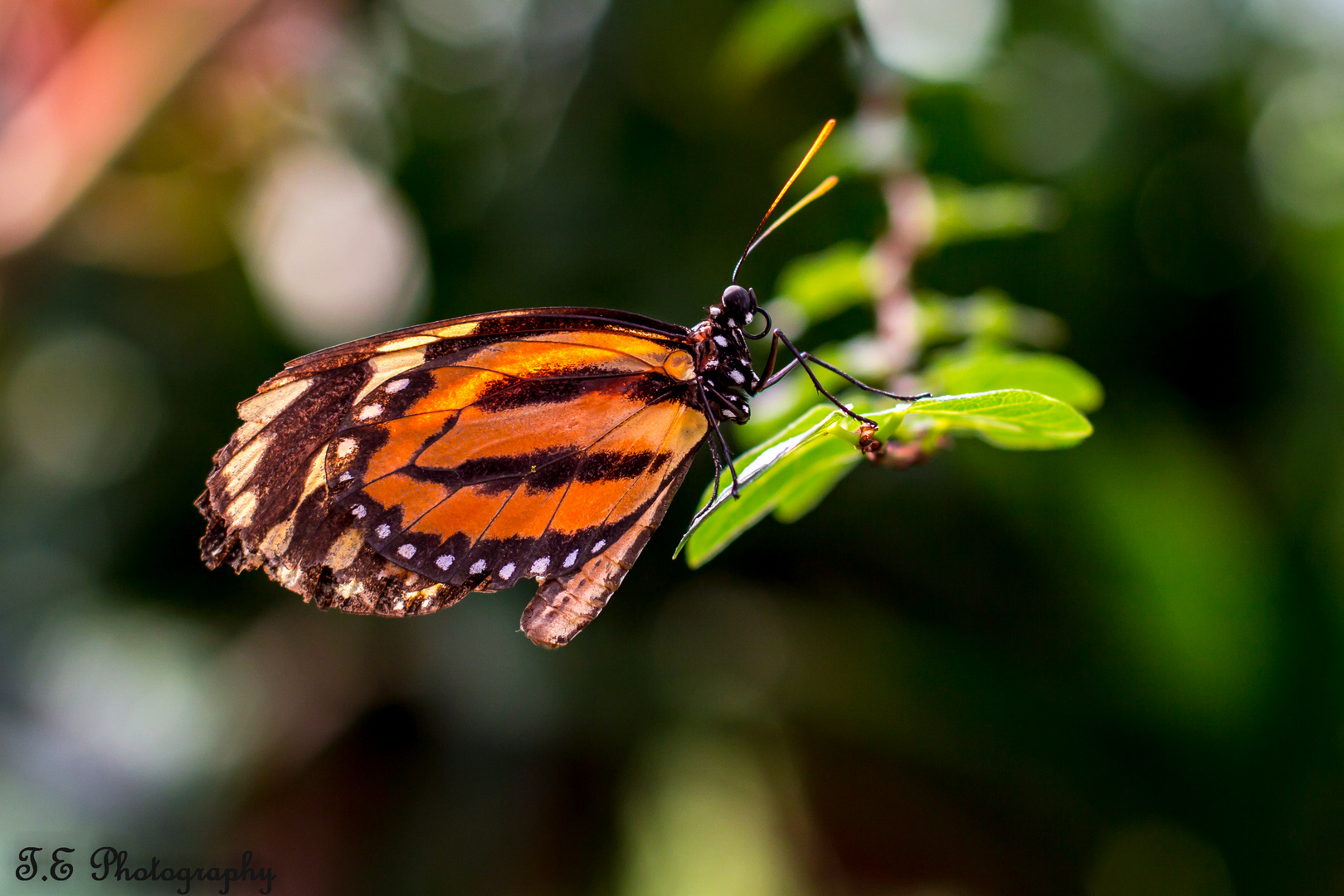 butterfly