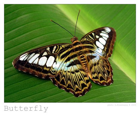 Butterfly