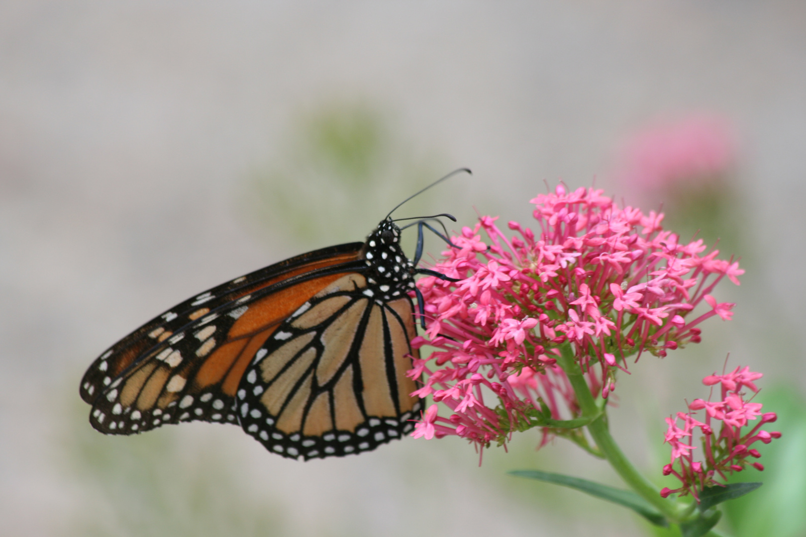 butterfly..