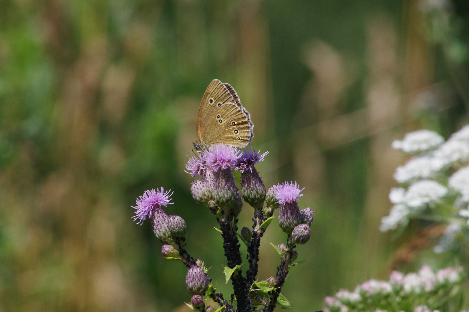 butterfly