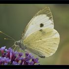 Butterfly 9