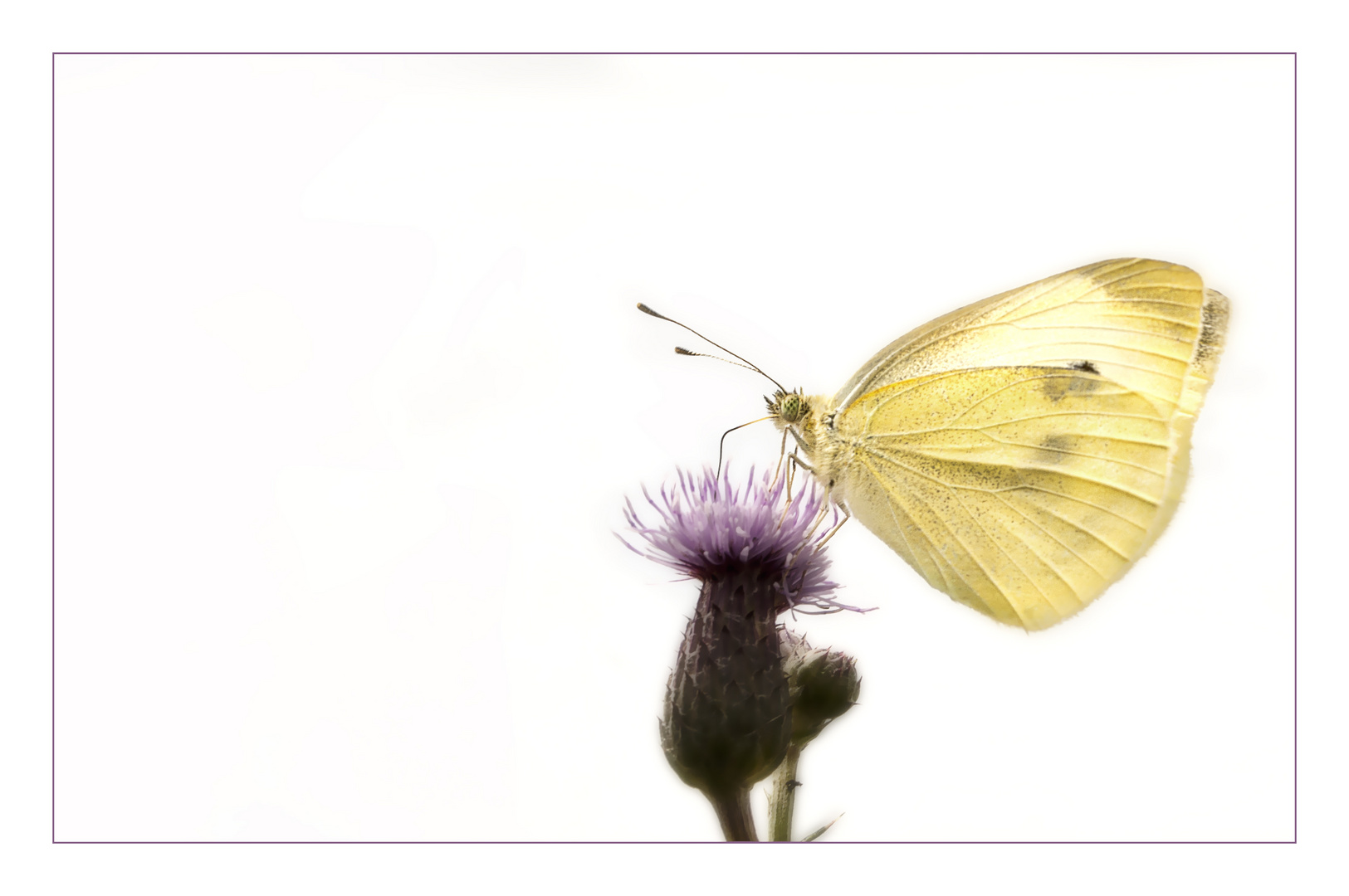 butterfly Foto & Bild | tiere, wildlife, schmetterlinge Bilder auf