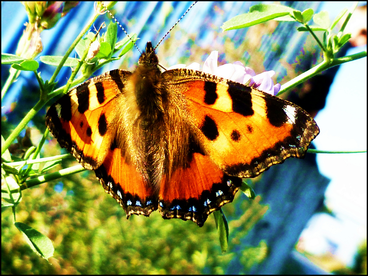 Butterfly