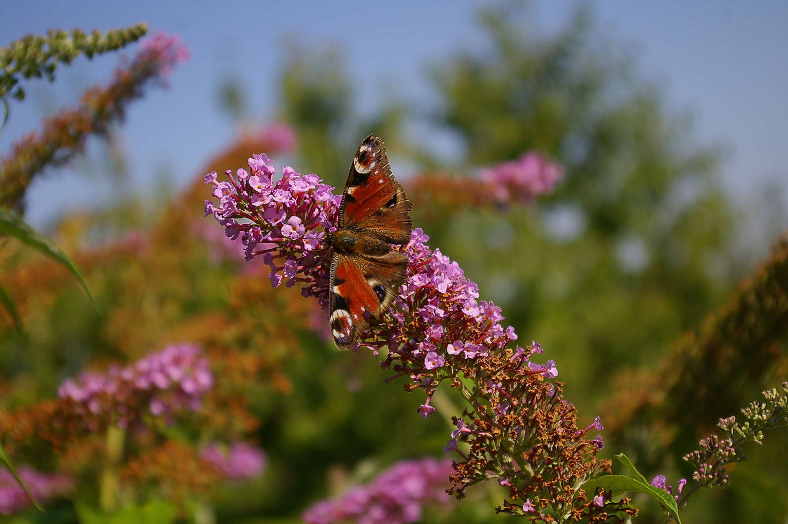 Butterfly