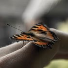 butterfly..