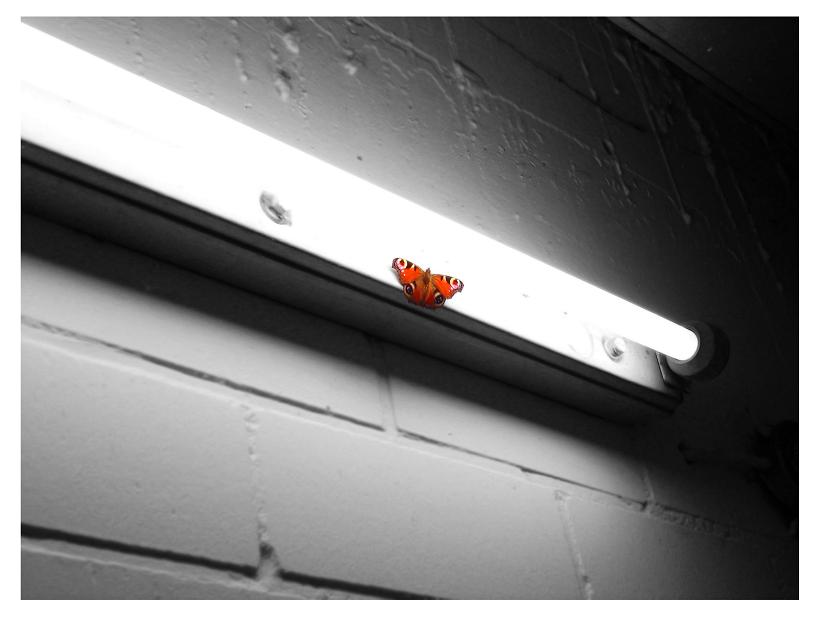 [ Butterfly ]