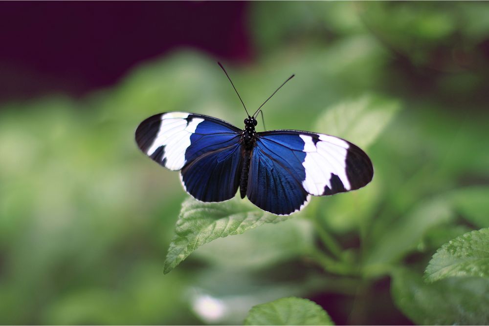 .butterfly³