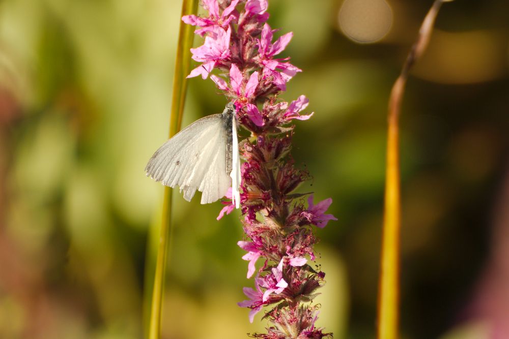 Butterfly von rainerlund 